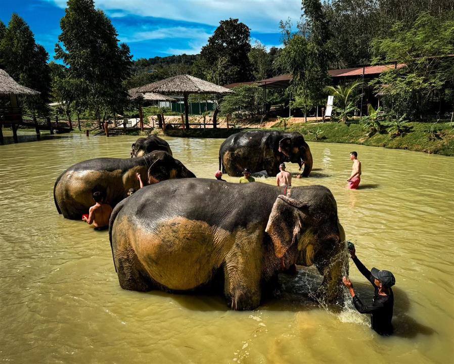 Gallery image for Phuket Elephant Care Sanctuary