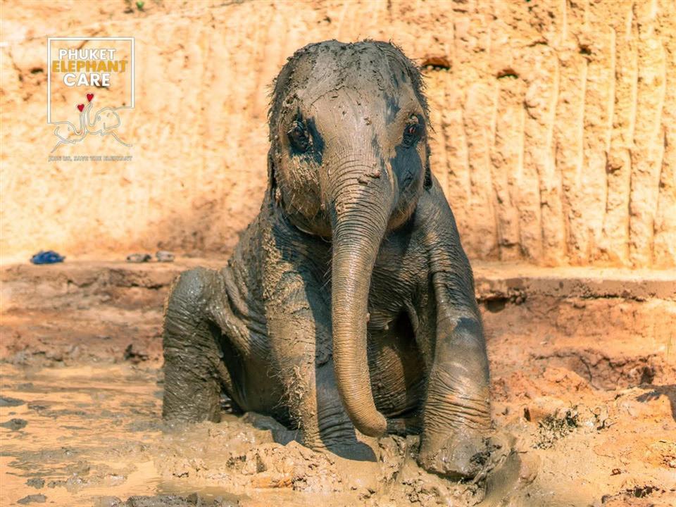 Gallery image for Phuket Elephant Care Sanctuary