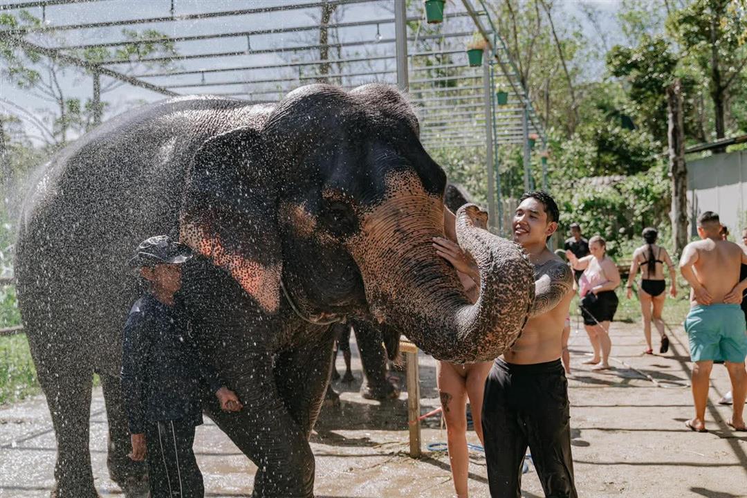 Gallery image for Phuket Elephant Care Sanctuary