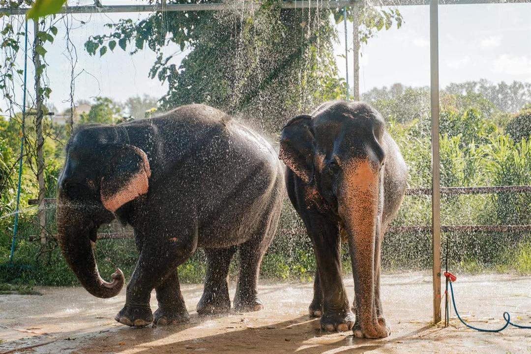 Gallery image for Phuket Elephant Care Sanctuary