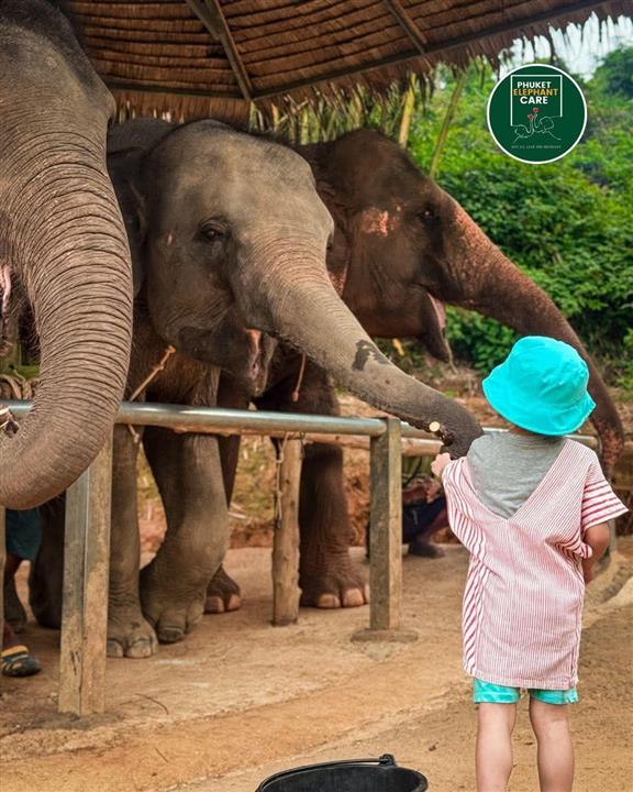 Gallery image for Phuket Elephant Care Sanctuary
