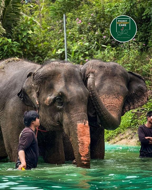 Gallery image for Phuket Elephant Care Sanctuary