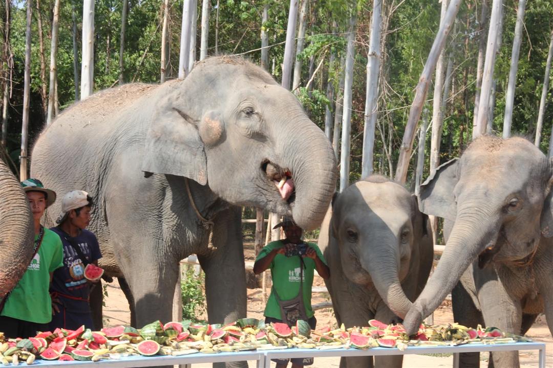 Gallery image for Kerchor Elephant Family