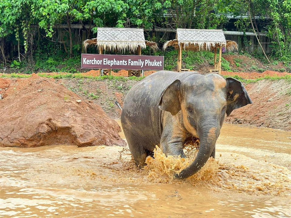Gallery image for Kerchor Elephant Family
