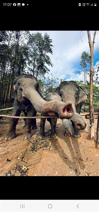 Gallery image for Kerchor Elephant Family