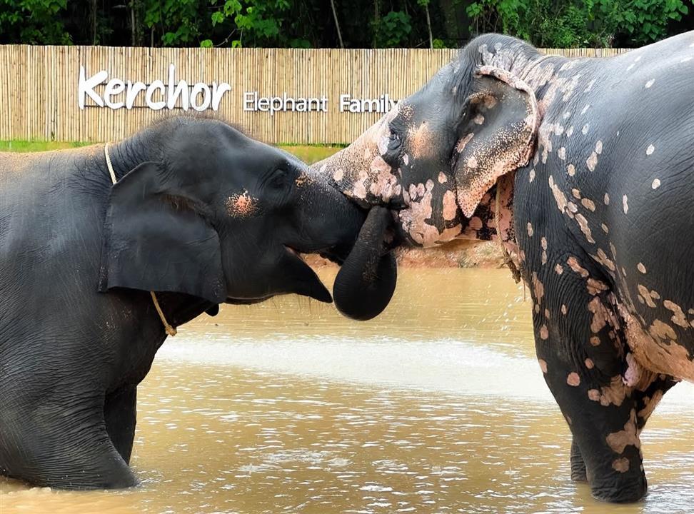 Gallery image for Kerchor Elephant Family